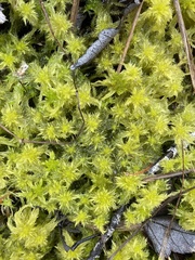 Sphagnum cuspidatum