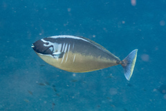 Sleek Unicornfish photo 4