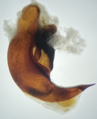 Pterostichus inermis