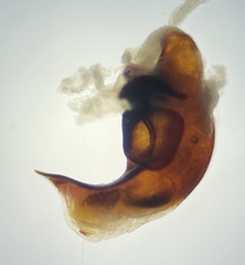 Pterostichus inermis