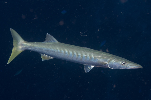 Foto de Barracuda jello (Sphyraena jello)