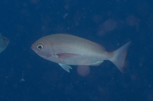 Slender pinjalo (Pinjalo lewisi) — Lutjanidae