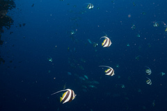 Heniochus diphreutes