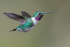 White-Bellied Woodstar photo 4