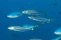 Decapterus