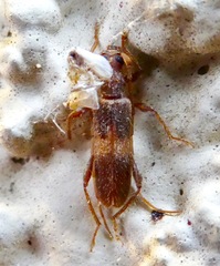 Megobrium edwardsii