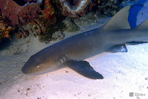 Nurse Shark (Ginglymostoma cirratum) · iNaturalist