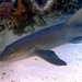 Nurse Shark - Photo (c) fishfindergirl, some rights reserved (CC BY-NC)