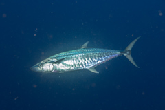 Scomberomorus commerson