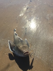 Astroscopus y-graecum