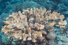 Pocillopora grandis