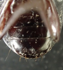 Pterostichus inermis