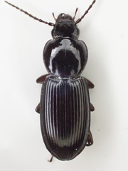 Pterostichus inermis