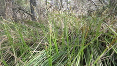 Carex geyeri