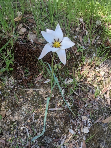 Tulipa clusiana