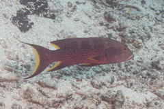 Variola louti