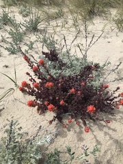 Castilleja latifolia