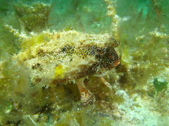 Ogcocephalus