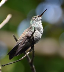 Chlorostilbon lucidus