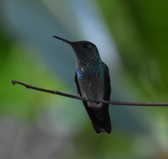 Thalurania glaucopis