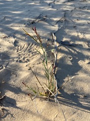 Stillingia linearifolia