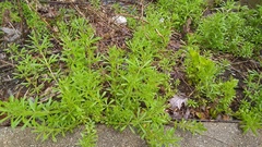 Galium aparine