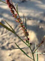 Stillingia linearifolia