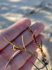 Stillingia linearifolia