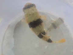 Marilyna pleurosticta