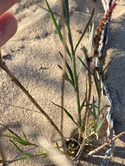 Stillingia linearifolia