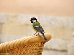 Parus major