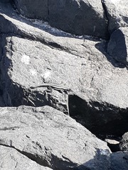 Microlophus quadrivittatus