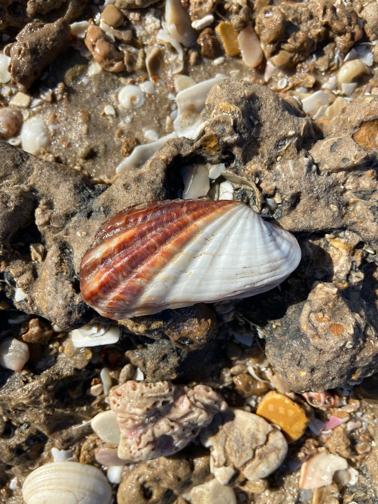 Similar Cardita Shell