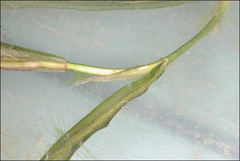 Potamogeton ochreatus