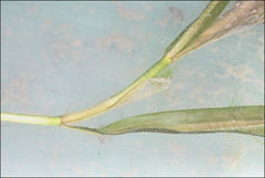 Potamogeton ochreatus