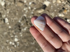 Lamelliconcha concinna