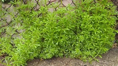 Galium aparine