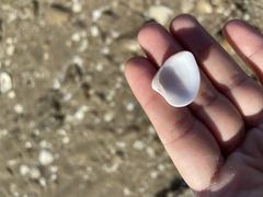 Lamelliconcha concinna