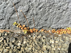 Epilobium brunnescens