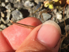 Epilobium brunnescens