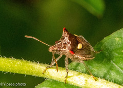 Eysarcoris rosaceus