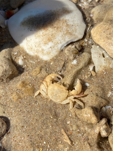 Pseudogaetice americanus