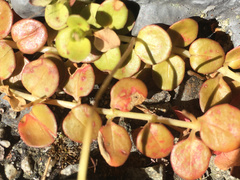 Epilobium brunnescens