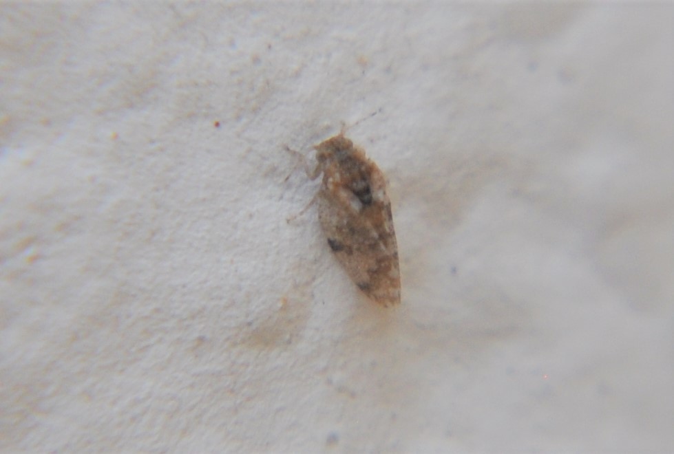 Ameroscena