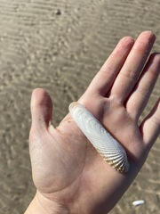 Petricolaria cognata