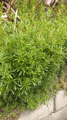 Galium aparine