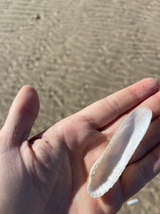 Petricolaria cognata