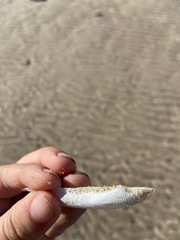 Petricolaria cognata