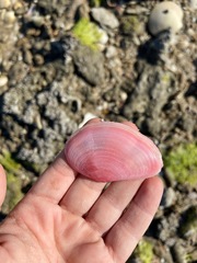 Eurytellina simulans