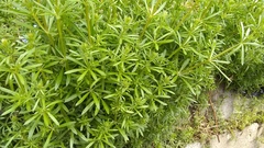Galium aparine